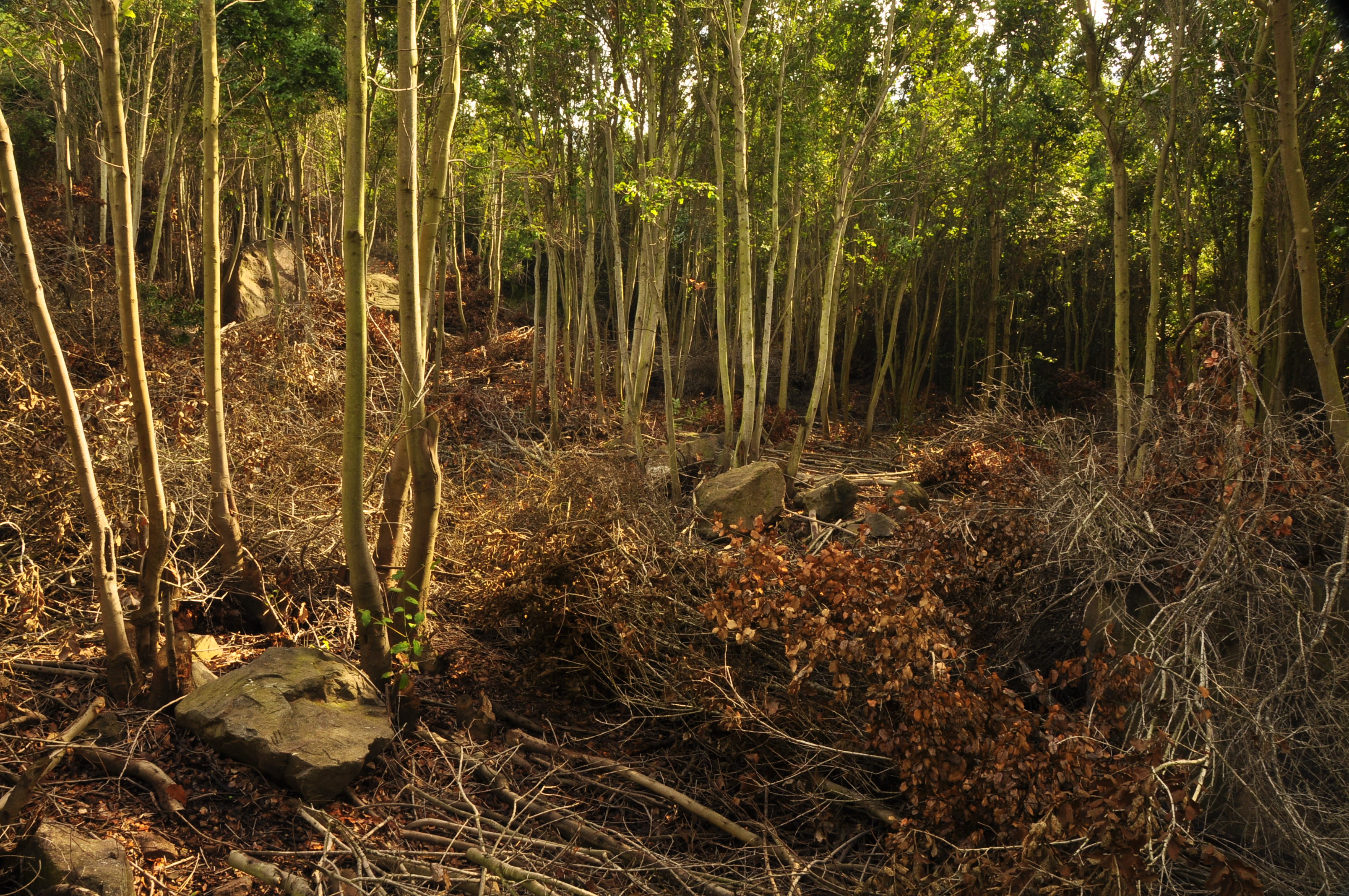 Os esforços para salvar o bosque esclerófilo na zona central