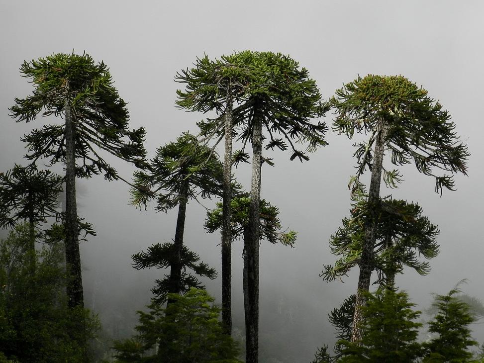 Araucarias chilenas podrían enfrentar un riesgo crítico de supervivencia hacia 2060