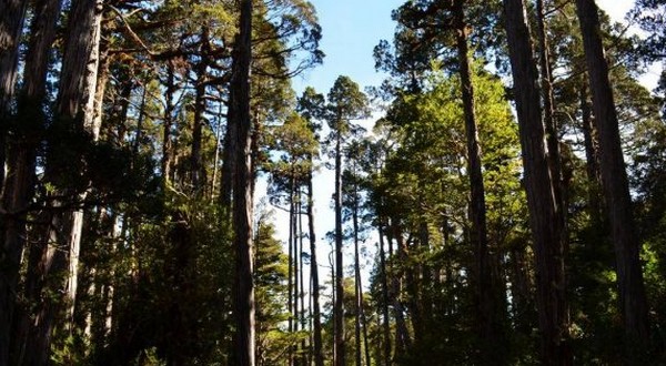 Is Senafor Born Lame?