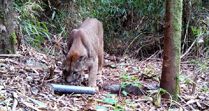 A través de cámaras trampa buscan determinar causas de las declinaciones y recuperaciones de la fauna nativa