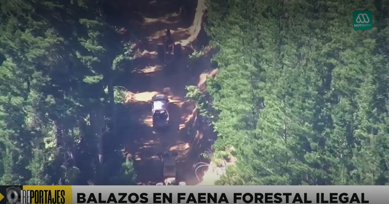 El señor del robo de madera: Banda armada que operaba en La Araucanía amasó más de mil millones de pesos