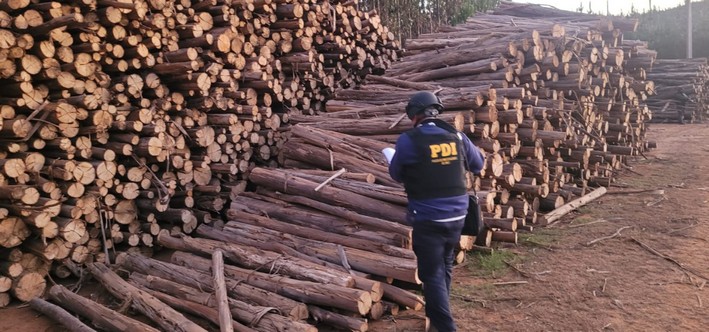 Arauco Province: Supreme Court Upholds Prison Sentence for Those Convicted in Timber Theft Network