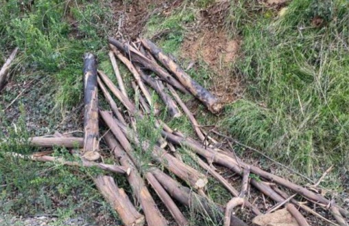 Police Operation Thwarts Timber Theft in Renaico