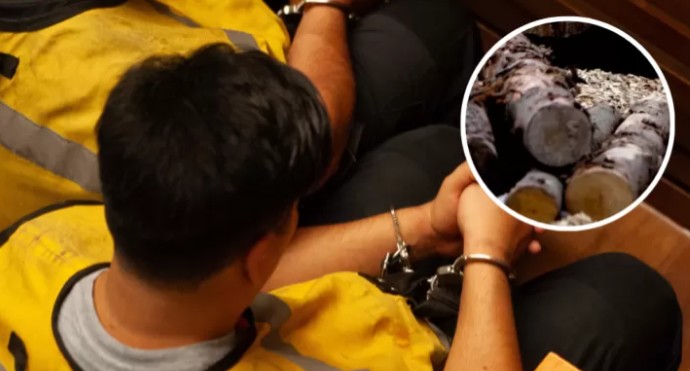 Declaran culpables a dos sujetos por sustracción de madera desde un predio en Cholchol