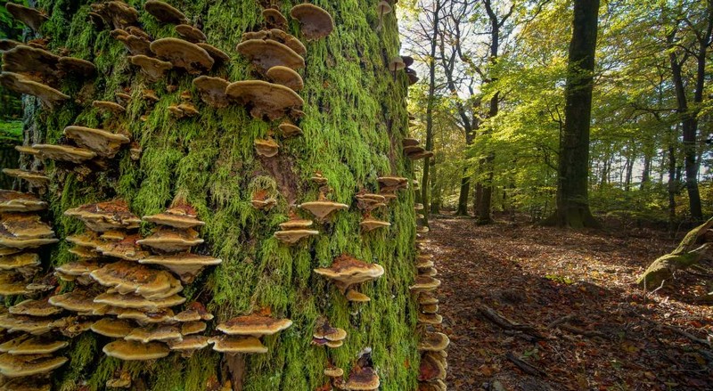 Trees and Fungi: The Underground Alliance That Sustains Forests