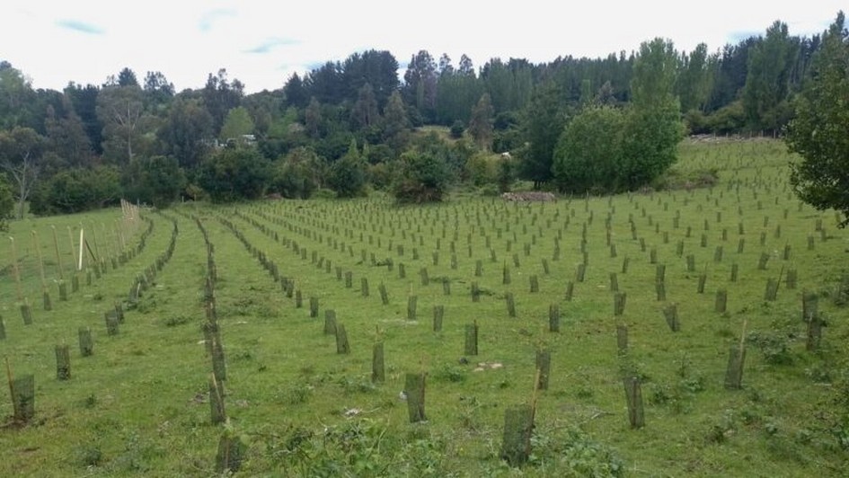 $180 Million Investment Boosts Native Forest Conservation in Chiloé