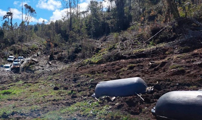 House Arrest for Defendant Accused of Timber Theft and Environmental Damage in Quillaipe