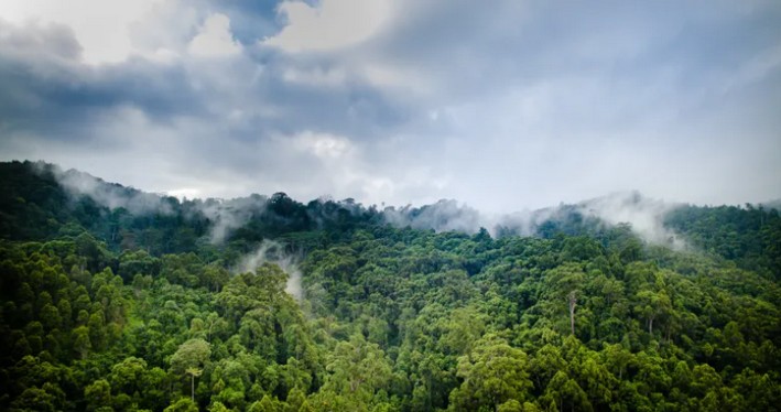 Research Reveals How Much Carbon Earth's Forests Store and What Is Happening to It
