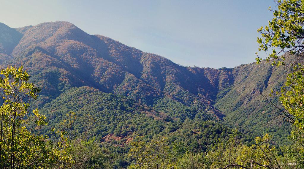 Research Reveals Chilean Mediterranean Forest on the Brink of Collapse