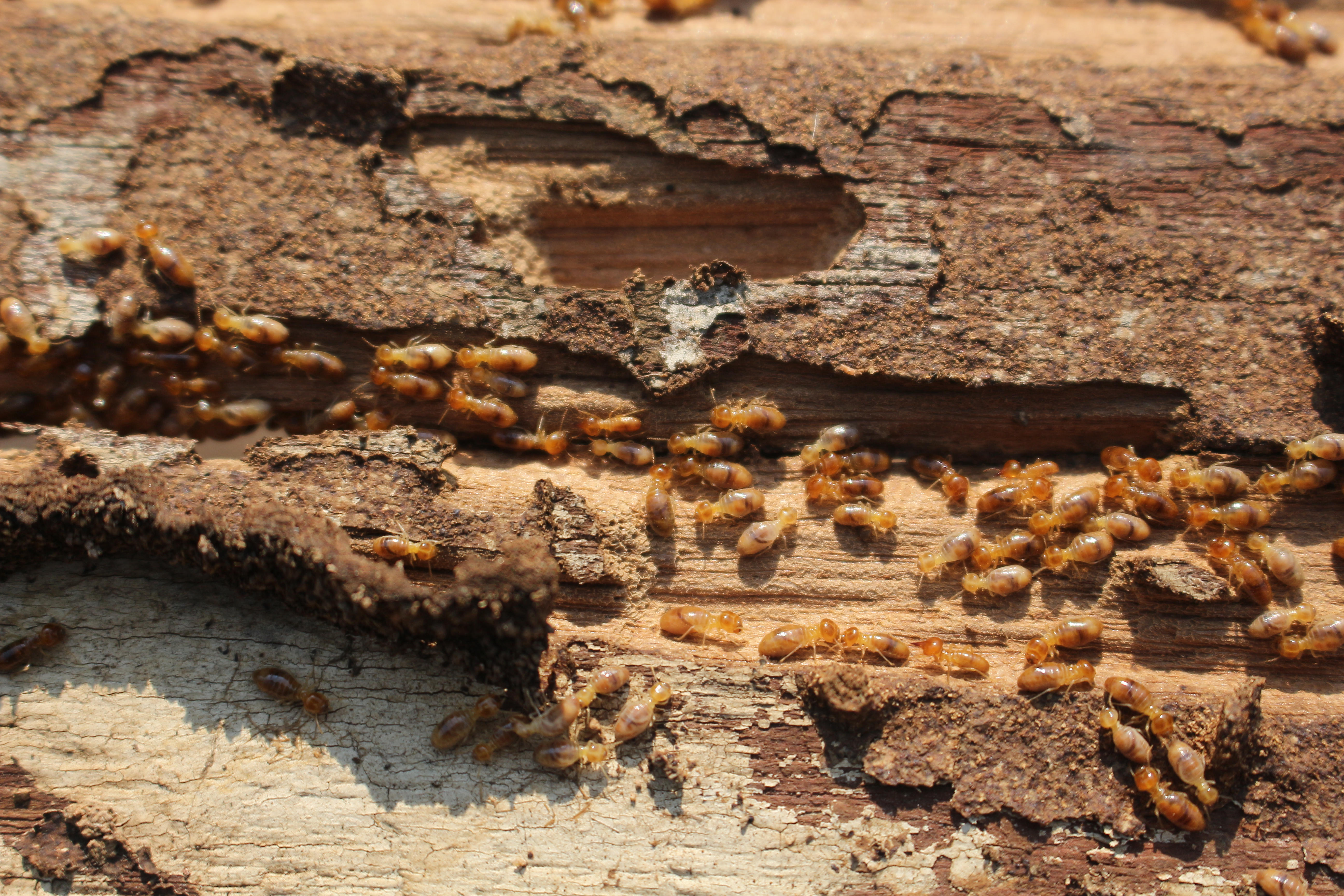 Pine scent against termites: the strategy that could change wood pest control