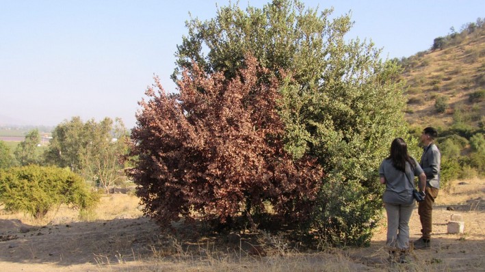 Conaf Studies Impact of Mega-Drought on Mediterranean and Temperate Forests in Chile