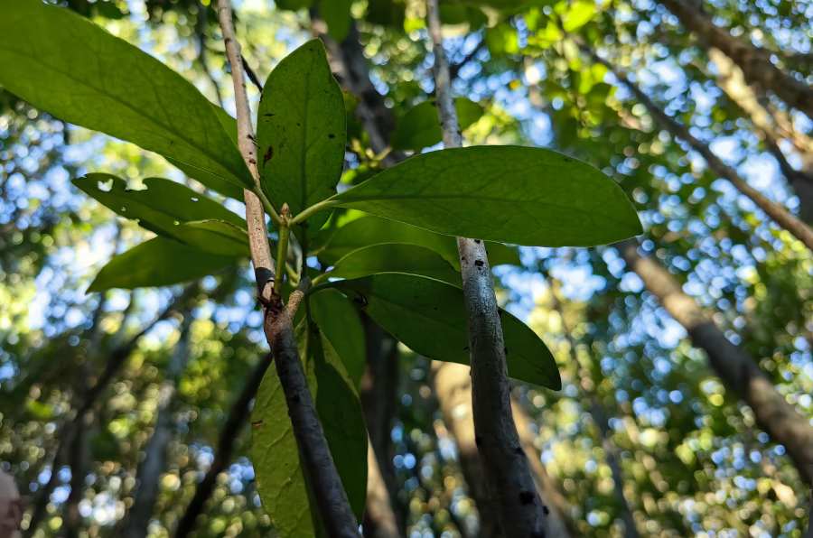 Efforts to strengthen the conservation of the Queule in Ñuble