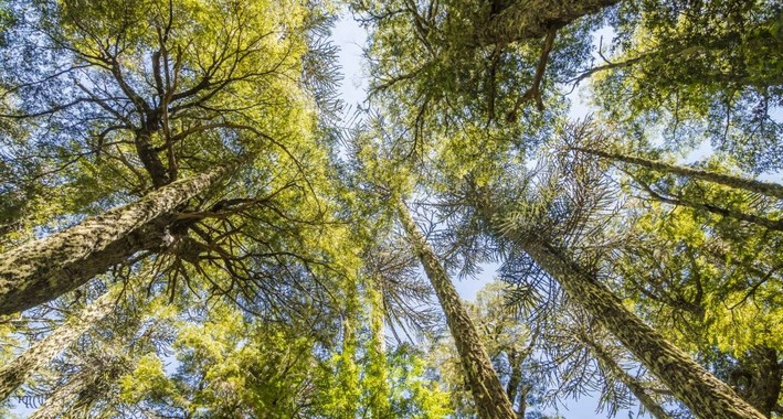 Futuro Madera Network Calls for Dialogue and Technical Evaluation in Defining Priority Sites for Conservation