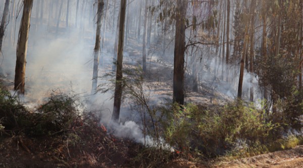 La Araucanía: 6 people arrested for intentionally causing fires this summer season