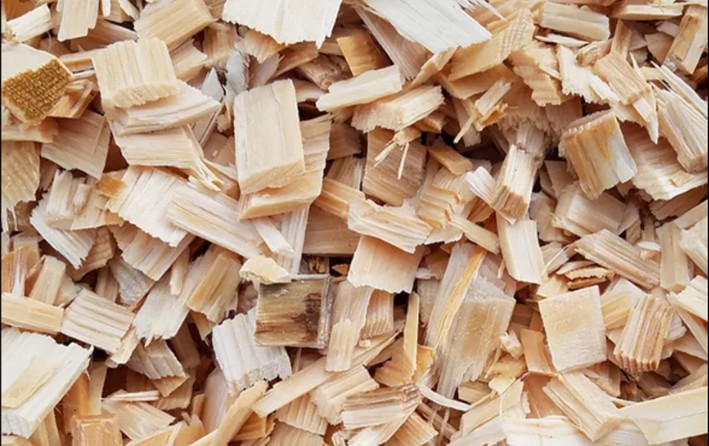 Eucalyptus nitens Led Chip Production in 2023