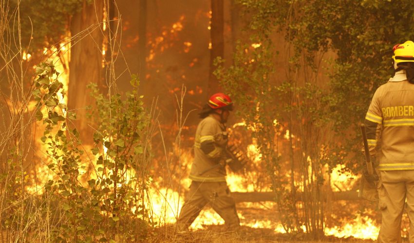 Commitment to Plant 200 Thousand Hectares of Forests in 10 Years