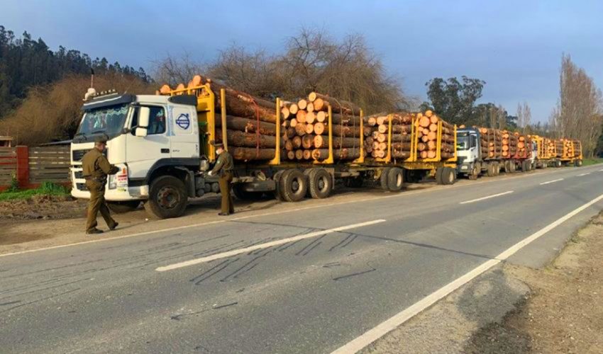 Arauco 7 and Forestry Contractors: Government's Challenge is to Ensure Greater Security from Cañete Southward