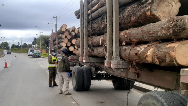 Criminal Gang Dismantled in Arauco: 11 Members Sentenced to Prison for Timber Theft and Money Laundering