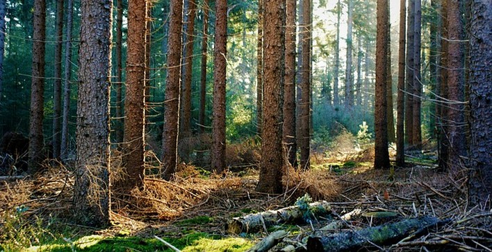 Study Reveals Low Variety of Native Trees Puts Sustainability of Reforested Forests at Risk