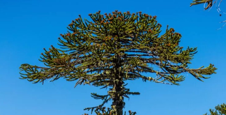 Mais de 35 mil hectares de araucária foram perdidos em La Araucanía e a ameaça sobre a espécie avança