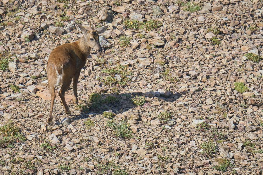 Cámaras trampa registran al menos siete huemules en cordillera de Ñuble