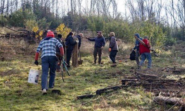 Through invasive exotic species control, post-fire landscapes are restored in Quillón and Ránquil