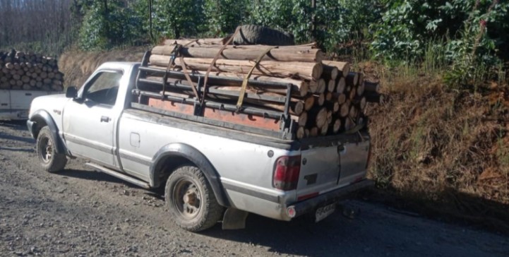 Illegal Logging Ring Dismantled in Lota: Seven Arrested