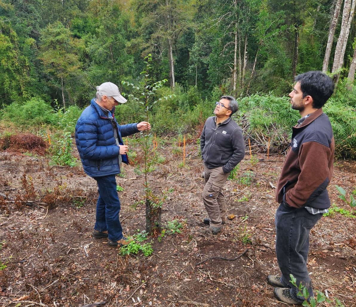 Raulí x Carvalho: o híbrido florestal que abre novas oportunidades para a floresta nativa chilena