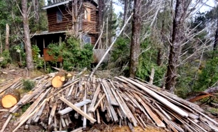 Illegal Logging Operation Dismantled in Corral: One Arrested