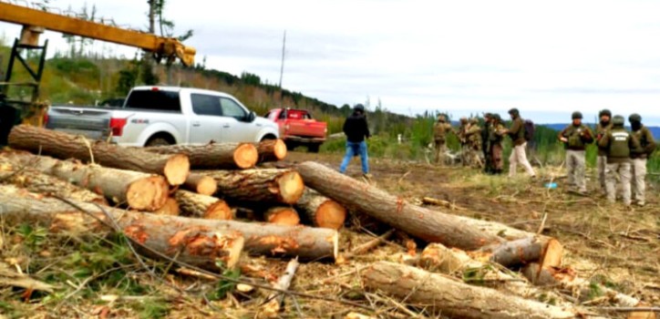 Four people arrested for wood theft in Curanilahue: one was carrying a blank pistol