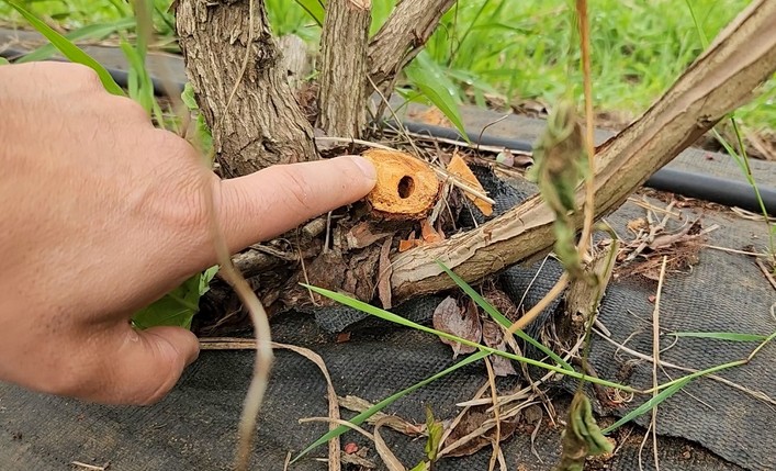 INIA Aims to Revolutionize Natural Control of Agricultural and Forest Pests Through Chemical Ecology