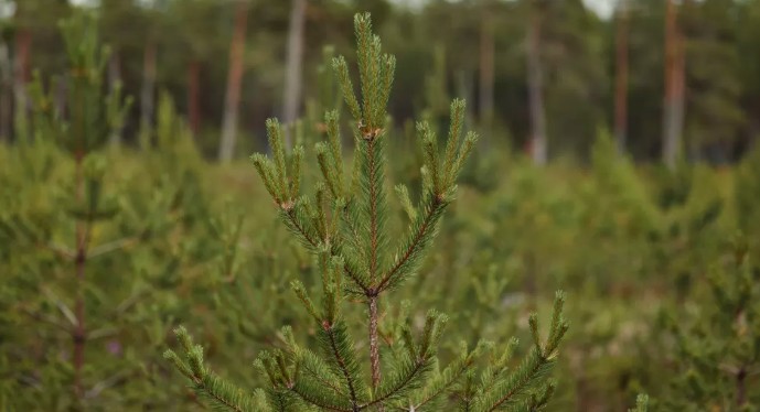 Las plantaciones forestales no son tan malas y pueden ser una oportunidad para Chile