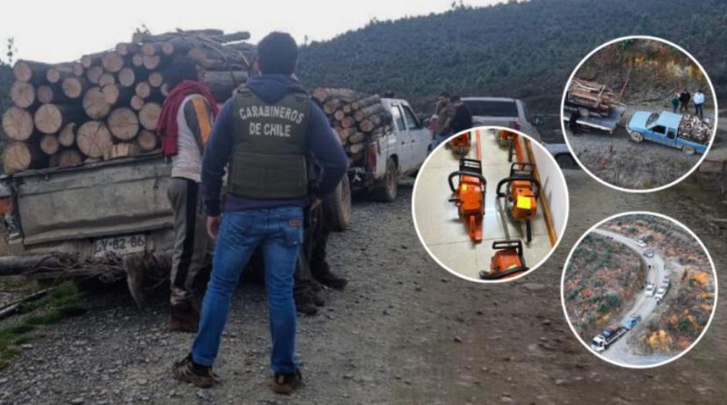 From Forestal Arauco Property: 12 People Arrested in Biobío for Illegal Timber Extraction