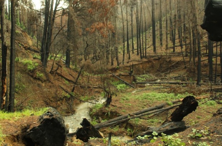 Penco Greens Again: How the Native Forest Shows Signs of Recovery After January Fires
