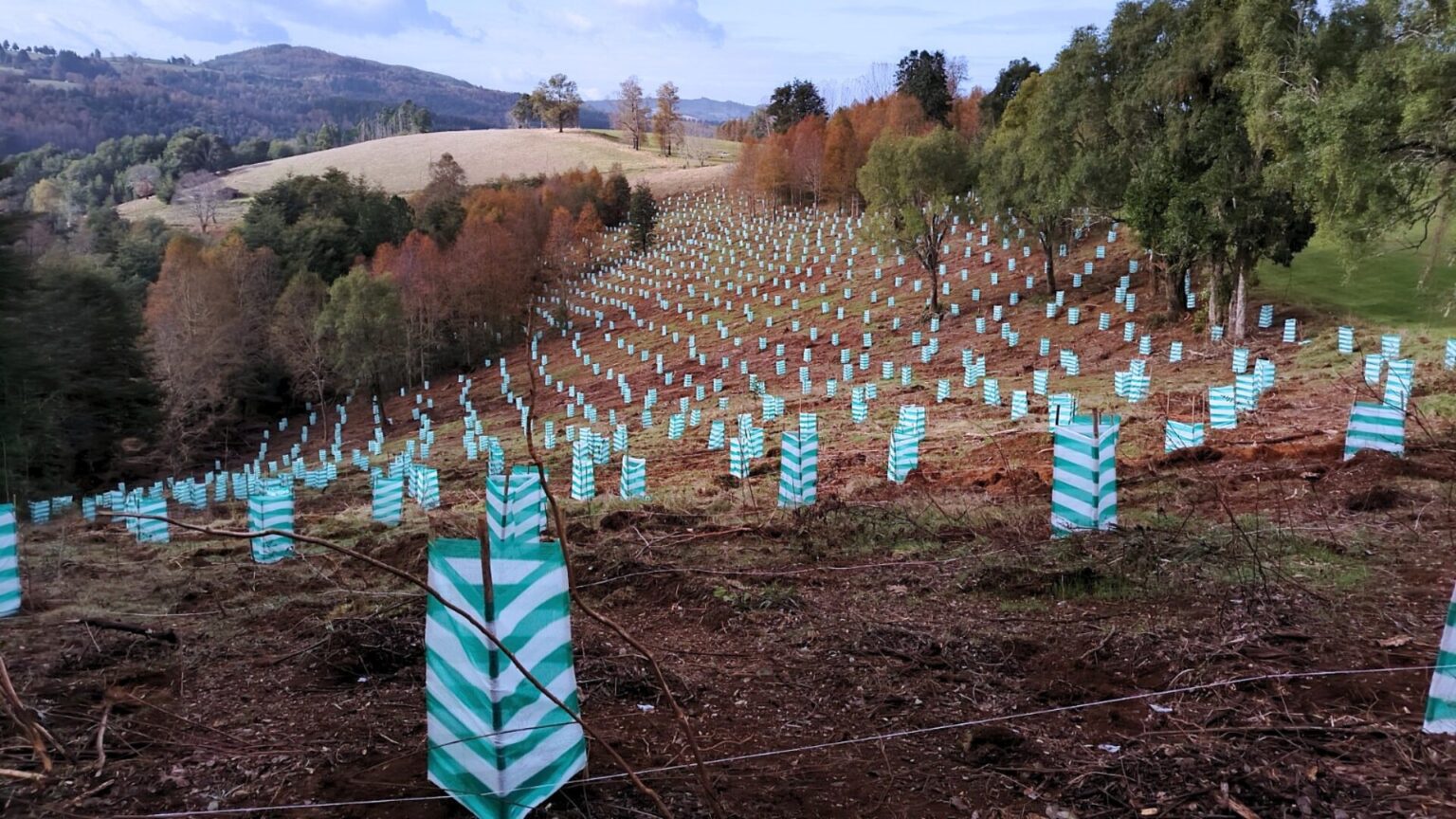 FAO Roma y Conaf refuerzan acción climática en Los Ríos con misión del Proyecto +Bosques