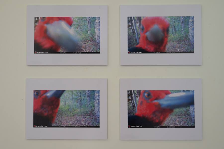 Campus Chillán da UdeC inaugura exposição de fototrampeamento que revela registros do bosque andino de araucárias