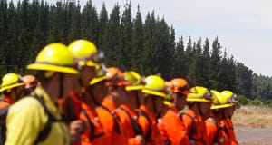 Crisis in the forestry sector: contractor companies lay off nearly 700 workers