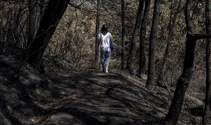 Radiografía del resurgir de la vida de un bosque tras un incendio