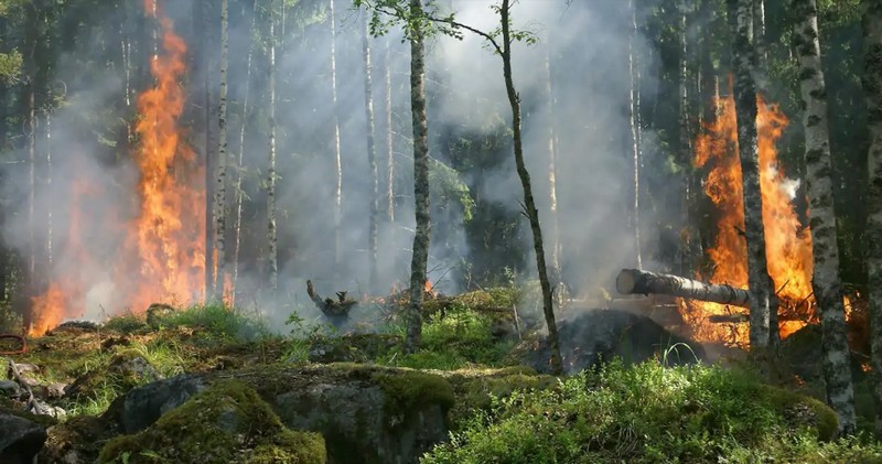 Environmental Emergency: 6.7 Million Hectares of Forests Lost in 2024