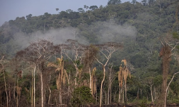 Brazil to Present Forest Financing as Quick Climate Change Solution at COP30