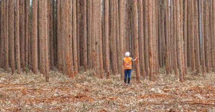 El plan de Arauco para vender bosques por US$ 700 millones y el avance de su mayor inversión en Brasil