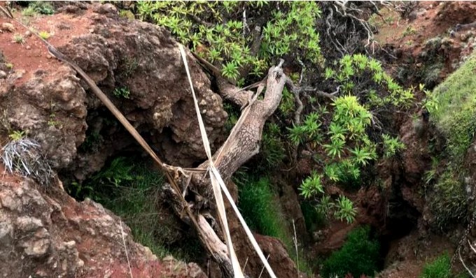 Chile: reproduzem sementes para conservar a última árvore silvestre de sua espécie