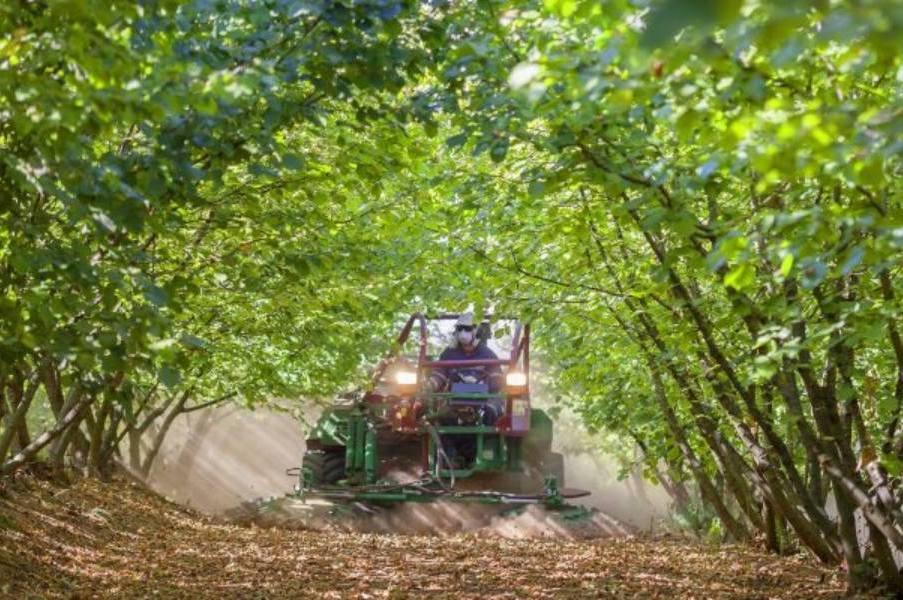 Avelã europeia consolida liderança com crescimento explosivo na região