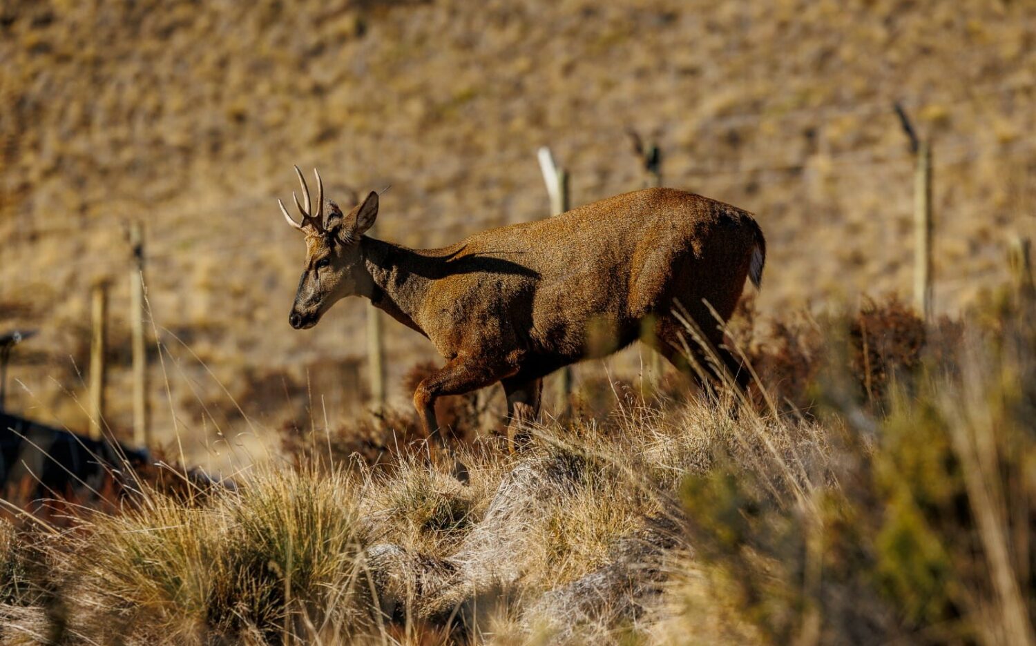 Primeiro huemul recuperado no Centro de Resgate e Reabilitação da região de Aysén retorna ao seu habitat natural