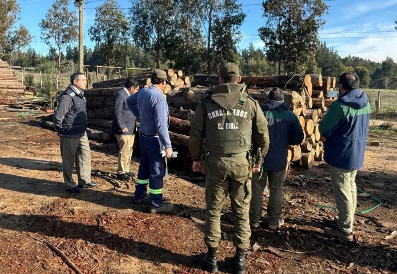 Fiscalización forestal en Quirihue refuerza combate al robo de madera