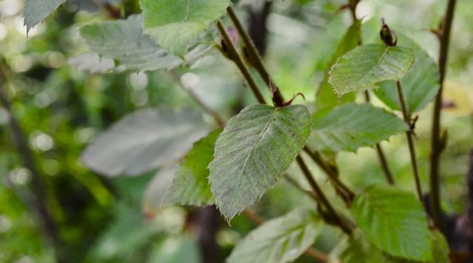 Conservation of Threatened Nothofagus Species Promoted Through International Project