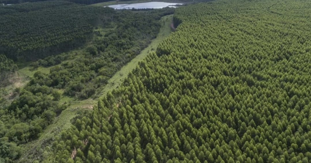 Empresas Copec concorda em aprovar aporte de capital de US$ 450 milhões para a Arauco, em meio a forte investimento no Brasil