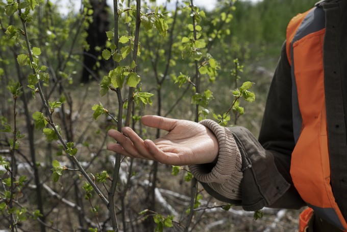 "It's a priority": The Forestry Law overhaul the Government is fine-tuning under a certain veil of secrecy