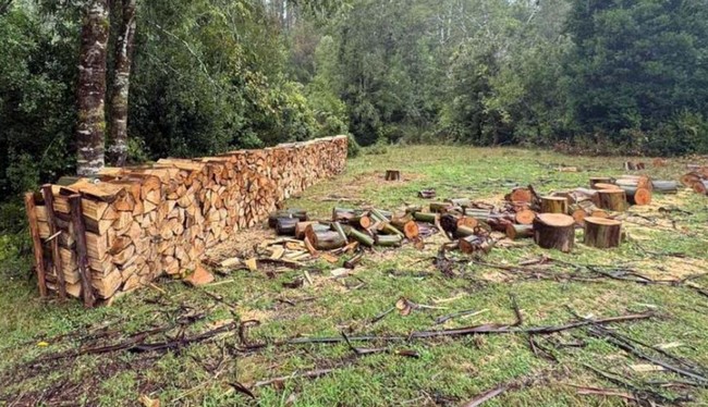 Thief Caught in the Act of Cutting Eucalyptus Trees Inside Private Property in Popoen