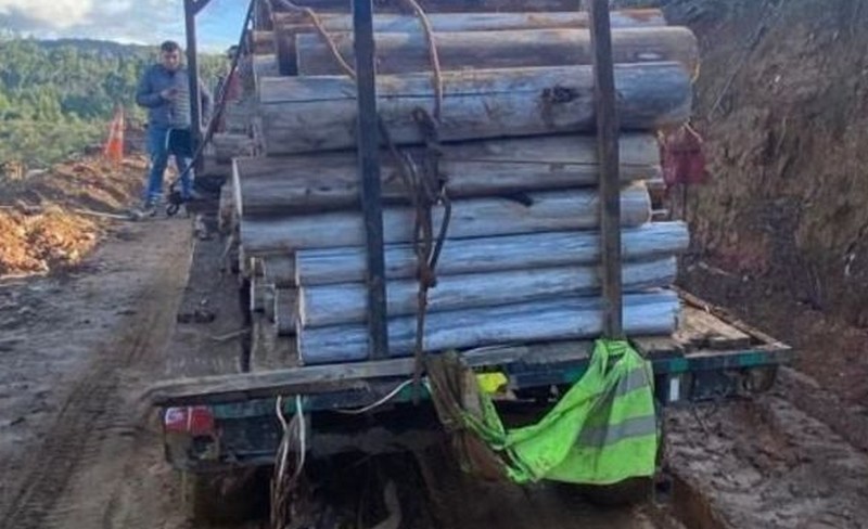 Two arrested for illegal logging and timber theft in Paillaco